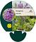 Hesperis matronalis