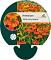 Helenium 'Sahin's Early Flowerer'