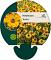 Helenium 'Wyndley'