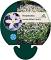 Houstonia caer. 'Millard's Variety'