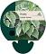 Hosta fortunei 'Francee'