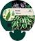 Hosta 'Wide Brim'