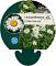 Leucanthemum (S) 'Dwarf Snow Lady'