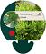 Levisticum officinale