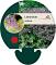 Limonium latifolium