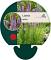Liatris spicata