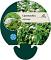 Lysimachia clethroides