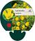 Lysimachia nummularia