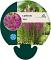 Lythrum 'Robin'