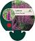 Lythrum sal. 'Rosy Gem'
