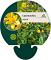 Lysimachia vulgaris