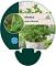 Mentha spicata 'Moroccan'