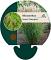 Miscanthus sin. 'Silberspinne'