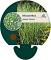 Miscanthus sin. 'Strictus'