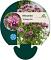 Monarda 'Croftway Pink'