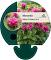 Monarda didyma 'Cranberry Lace'