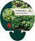 Pachysandra term. 'Green Carpet'