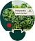 Pachysandra term. 'Green Sheen'