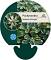 Pachysandra term. 'Variegata'