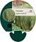 Panicum virgatum 'Prairie Sky'