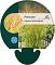 Panicum virgatum 'Rotstrahlbusch'