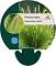 Pennisetum al. 'Hameln'