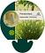 Pennisetum al. 'Little Bunny'