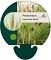 Pennisetum al. 'Moudry'