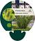 Pennisetum alopecuroides viridesc.