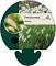Pennisetum villosum