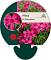 Phlox (S) 'Atropurpurea'