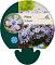 Phlox (S) 'Benita'