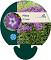 Phlox (P) 'Laura'