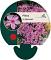 Phlox (S) 'Moerheimii'