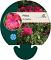 Phlox (P) 'Starfire'