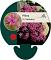 Phlox (S) 'Temiskaming'