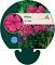 Phlox (P) 'Tenor'