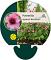 Potentilla nep. 'Miss Willmott'