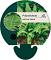 Polystichum set. 'Dahlem'