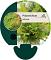 Polystichum setiferum