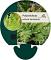 Polystichum set. 'Herrenhausen'