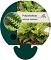 Polystichum set. 'Proliferum'