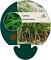 Carex morrowii 'Mosten'