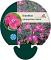 Dianthus grat. 'Badenia'