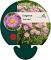 Erigeron 'Rosa Juwel'