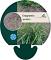 Eragrostis spectabilis