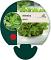 Mentha spicata