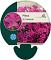 Phlox (D) 'Crackerjack'