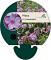 Phlox (P) 'Lavendelwolke'