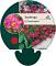 Saxifraga (A) 'Purpurteppich'